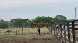 FINCA GANADERA EN VENTA ENTRE SABANA DE TORRES - SAN ALBERTO Y SAN MARTIN