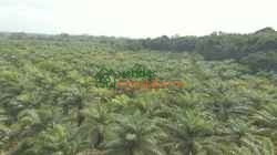 FINCA PALMICULTORA EN VENTA SABANA DE TORRES