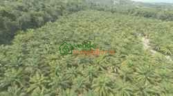 FINCA PALMICULTORA EN VENTA SABANA DE TORRES