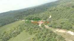 FINCA PALMICULTORA EN VENTA SABANA DE TORRES