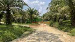 FINCA PALMICULTORA EN VENTA SABANA DE TORRES