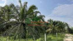 FINCA PALMICULTORA EN VENTA SABANA DE TORRES