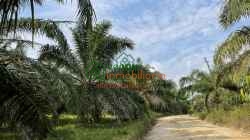 FINCA PALMICULTORA EN VENTA SABANA DE TORRES