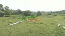 FINCA GANADERA EN VENTA SABANA DE TORRES