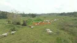 FINCA GANADERA EN VENTA SABANA DE TORRES