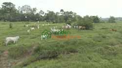 FINCA GANADERA EN VENTA SABANA DE TORRES