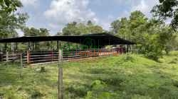 FINCA GANADERA EN VENTA SABANA DE TORRES