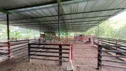 FINCA GANADERA EN VENTA SABANA DE TORRES