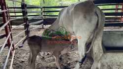 FINCA GANADERA EN VENTA SABANA DE TORRES