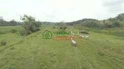 FINCA GANADERA EN VENTA SABANA DE TORRES