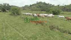 FINCA GANADERA EN VENTA SABANA DE TORRES