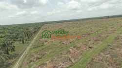 FINCA PALMICULTORA EN VENTA SABANA DE TORRES