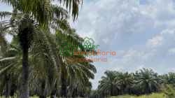 FINCA PALMICULTORA EN VENTA SABANA DE TORRES