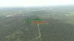 FINCA PALMICULTORA EN VENTA SABANA DE TORRES