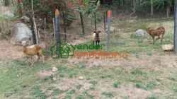 finca en venta piedecuesta