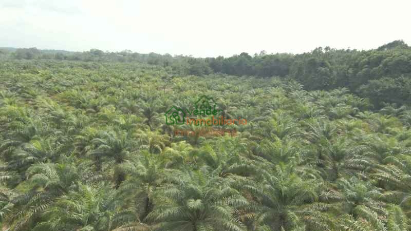 FINCA PALMICULTORA EN VENTA SABANA DE TORRES