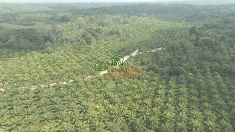 FINCA PALMICULTORA EN VENTA SABANA DE TORRES