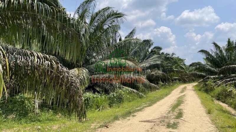 FINCA PALMICULTORA EN VENTA SABANA DE TORRES