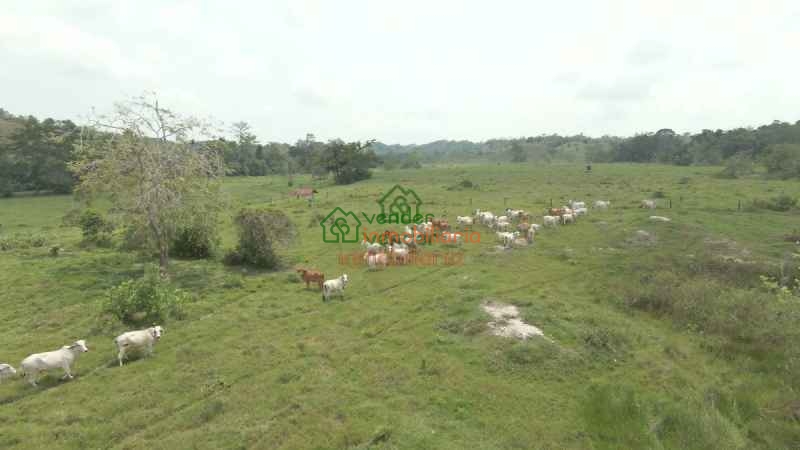 FINCA GANADERA EN VENTA SABANA DE TORRES