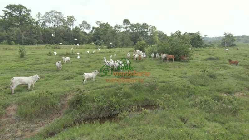 FINCA GANADERA EN VENTA SABANA DE TORRES