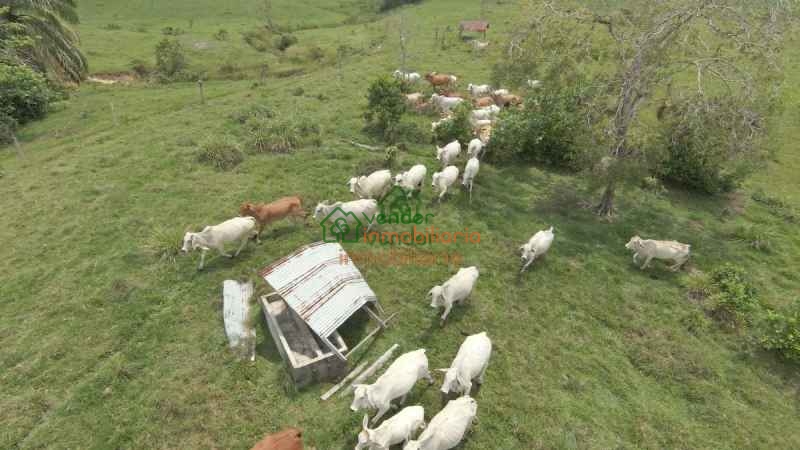 FINCA GANADERA EN VENTA SABANA DE TORRES