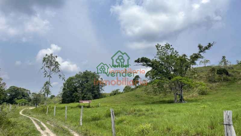 FINCA GANADERA EN VENTA SABANA DE TORRES