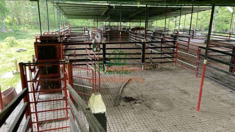 FINCA GANADERA EN VENTA SABANA DE TORRES
