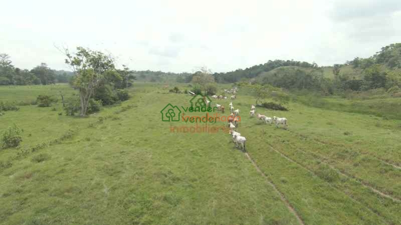 FINCA GANADERA EN VENTA SABANA DE TORRES