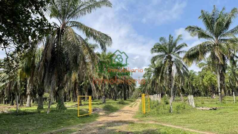 FINCA PALMICULTORA EN VENTA SABANA DE TORRES