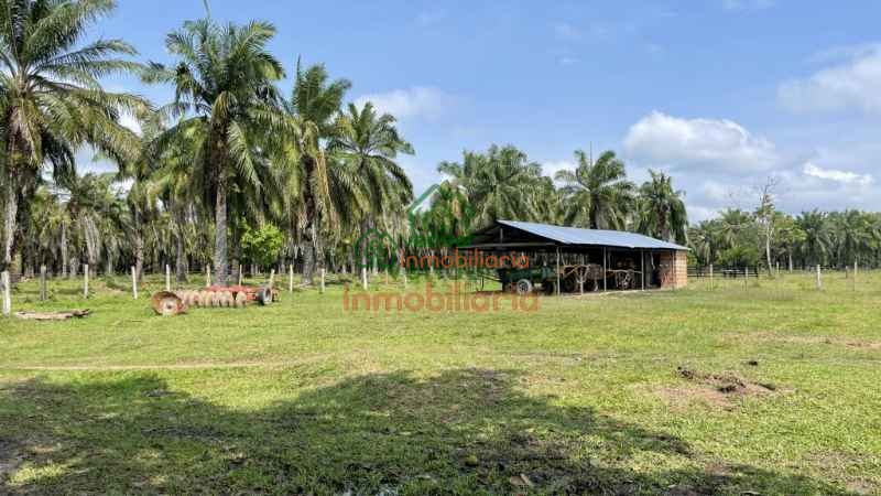 FINCA PALMICULTORA EN VENTA SABANA DE TORRES