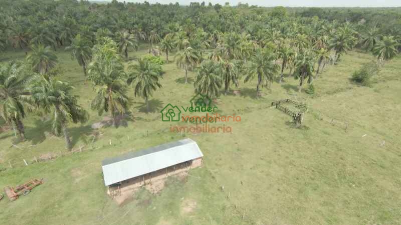 FINCA PALMICULTORA EN VENTA SABANA DE TORRES