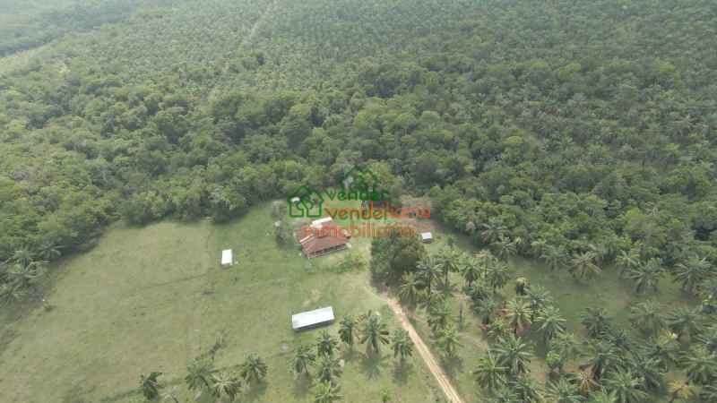 FINCA PALMICULTORA EN VENTA SABANA DE TORRES