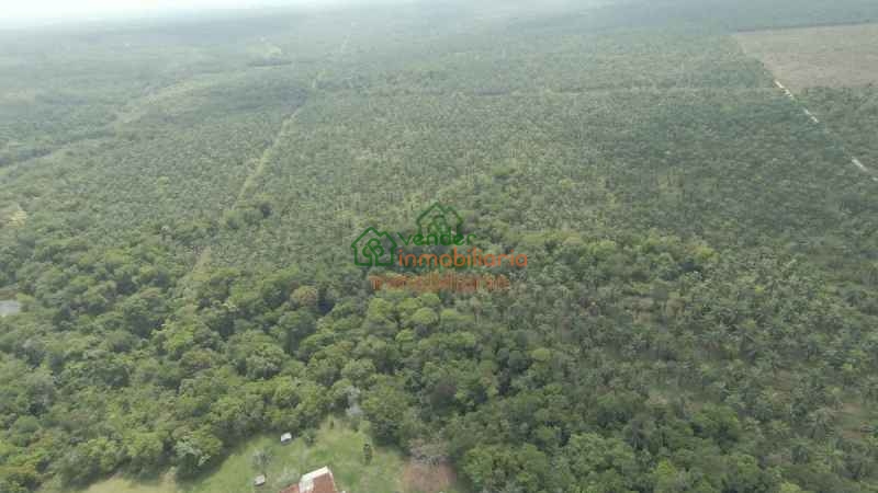 FINCA PALMICULTORA EN VENTA SABANA DE TORRES