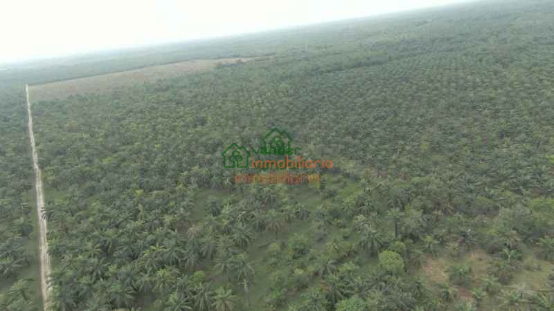 FINCA PALMICULTORA EN VENTA SABANA DE TORRES
