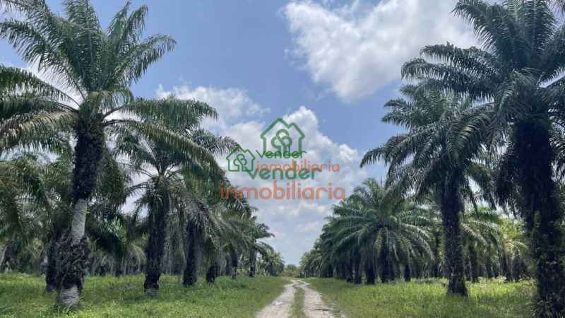 FINCA PALMICULTORA EN VENTA SABANA DE TORRES