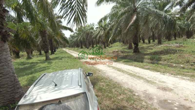 FINCA PALMICULTORA EN VENTA SABANA DE TORRES