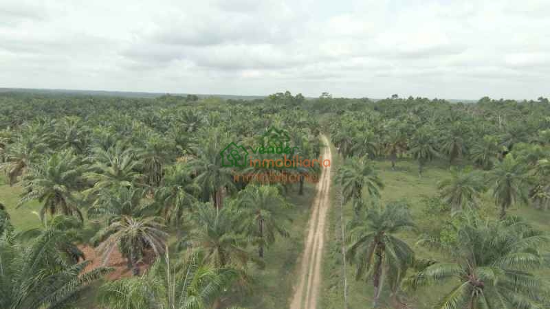 FINCA PALMICULTORA EN VENTA SABANA DE TORRES