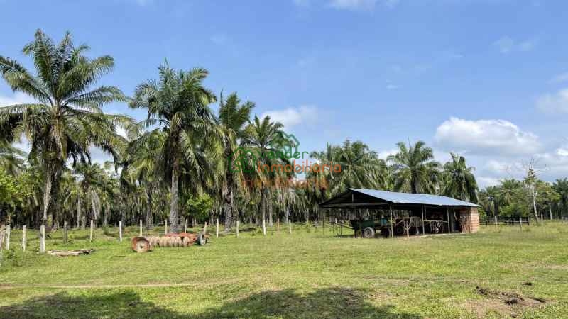 FINCA PALMICULTORA EN VENTA SABANA DE TORRES