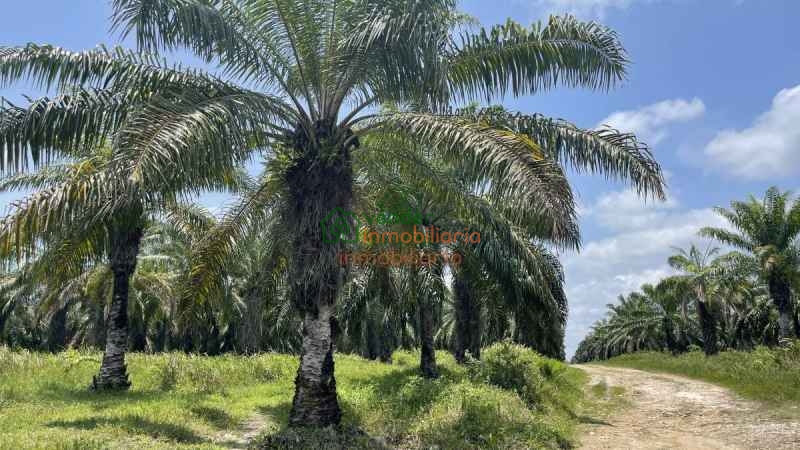 FINCA PALMICULTORA EN VENTA SABANA DE TORRES